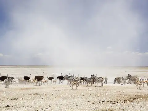 Etosha Okaukuejo Wasserloch