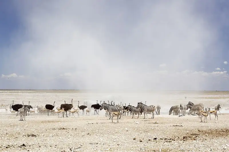 Etosha Okaukuejo Waterhole – preview photo