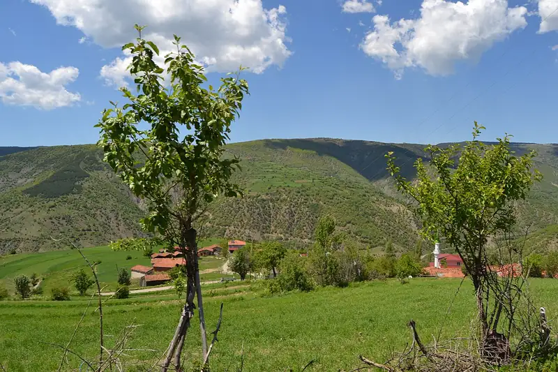 Araç