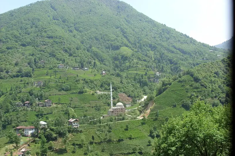 غونيسو