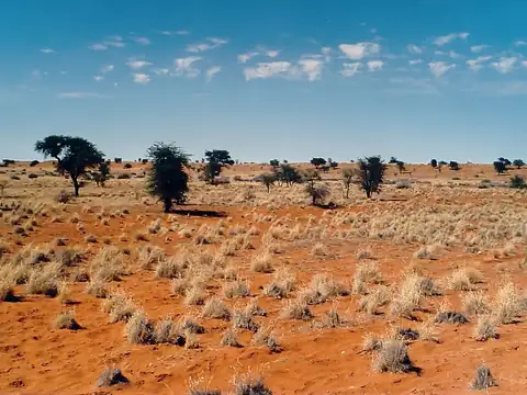Kalahari-Wüste