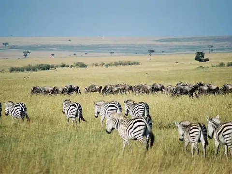 Masai Mara Safari-Kamera