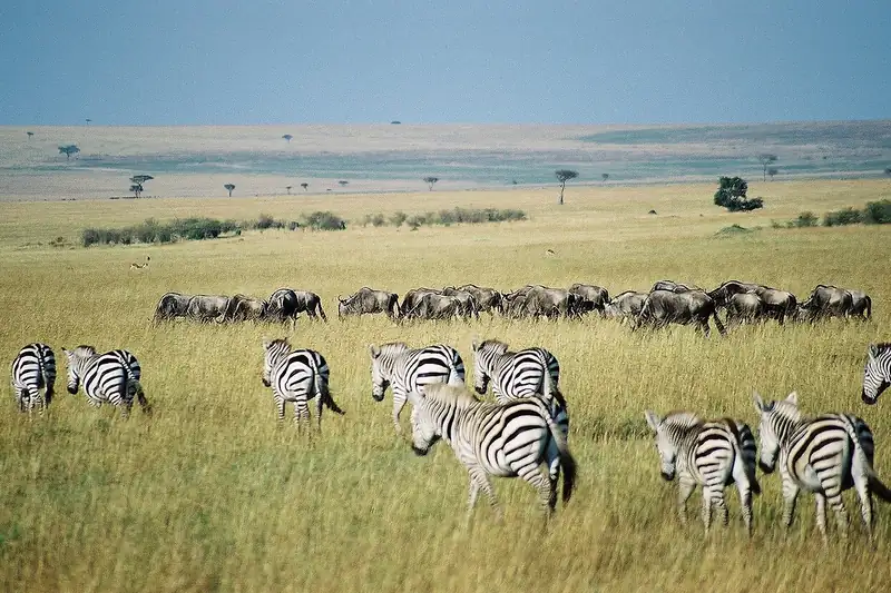 Maasai Mara Safari Cam (Mara Bushtops) – preview photo