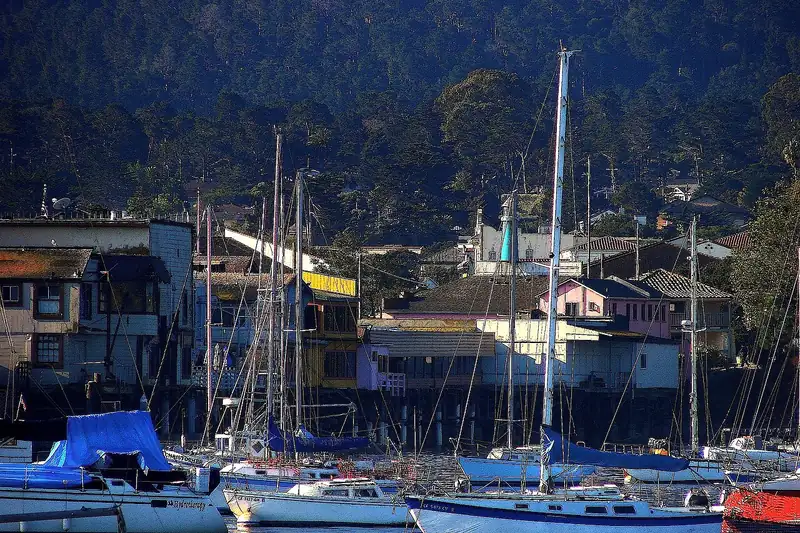 Monterey Bay Akvaryumu – Deniz Samuru Kamerası – önizleme fotoğrafı