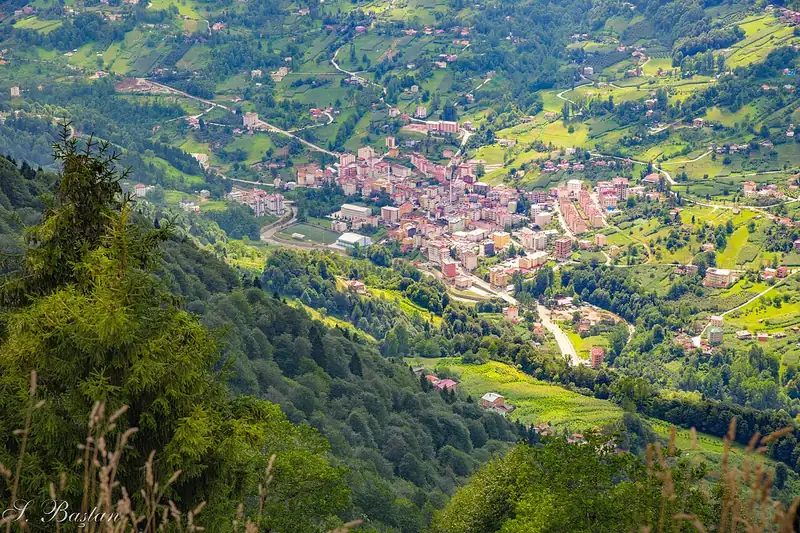 تونيا
